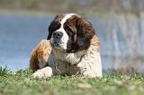 SAINT BERNARD 123